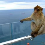 Gibraltar Macacos